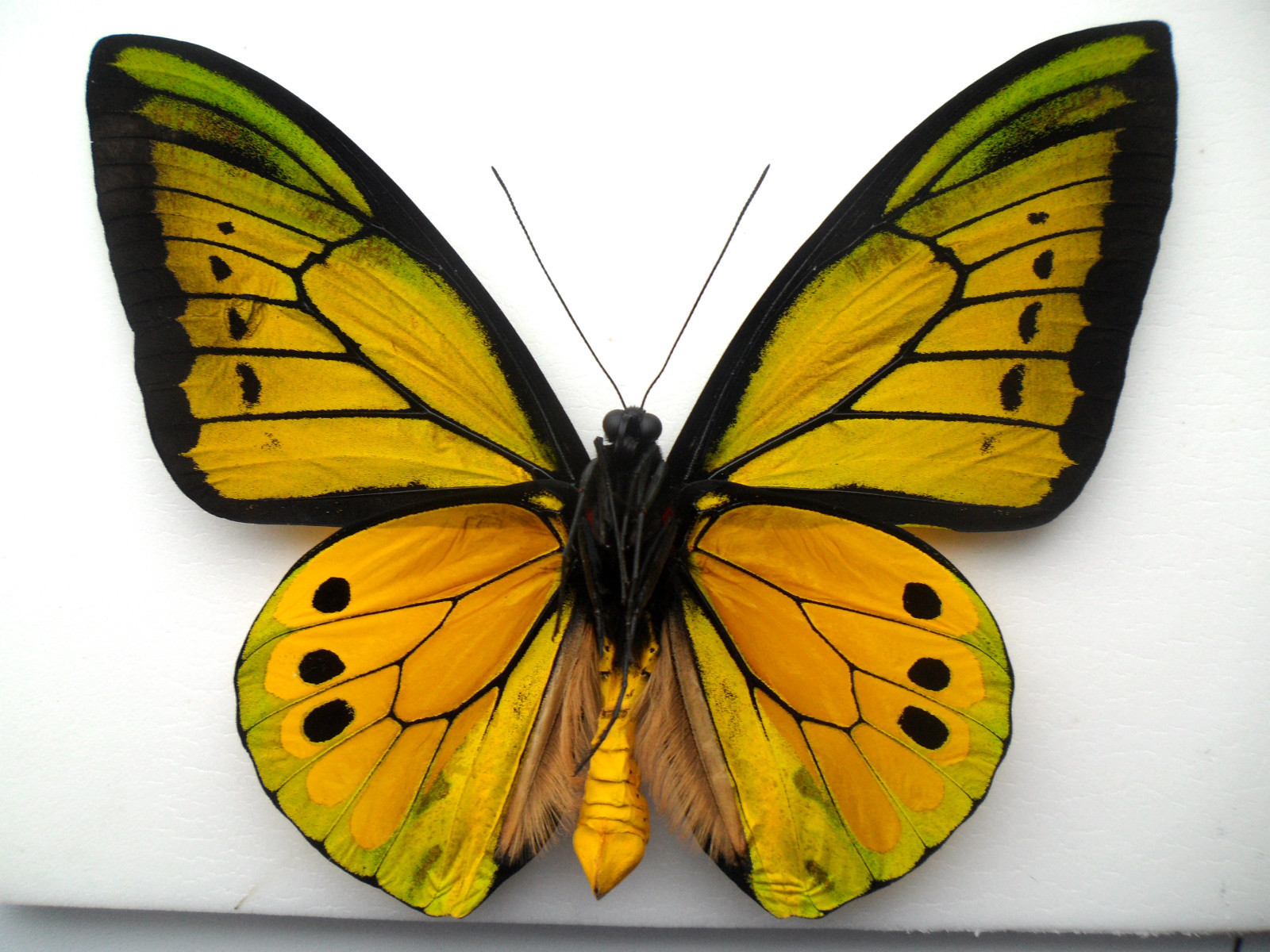 ORNITHOPTERA GOLIATHU SAMSON MALE RED ABERRATION ARFAK INDONESIA4 (Internet Image property of respective owner, non-commercial use only)
